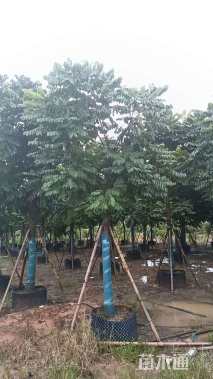 12公分麻楝
