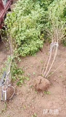 高度150厘米丛生金银木