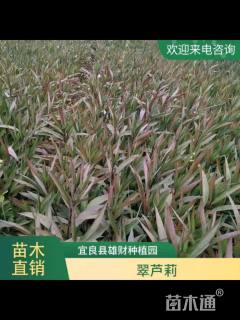 高度30厘米翠芦莉