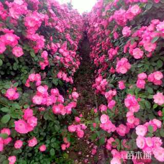 120厘米安吉拉月季