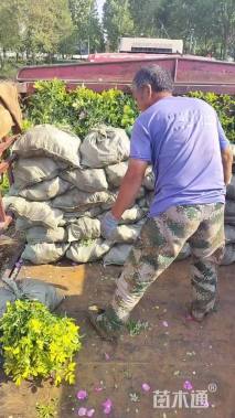 高度25厘米四季玫瑰