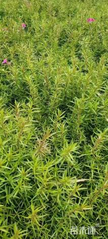 高度20厘米福禄考