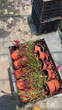 高度20厘米千鸟花