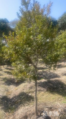 高度150厘米小叶黄杨