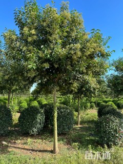 14公分大叶女贞