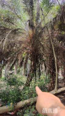 裸干高300厘米银海枣