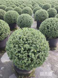 高度80厘米龟甲冬青