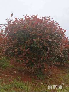 冠幅100厘米红叶石楠球