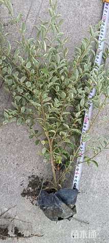 高度40厘米银姬小蜡