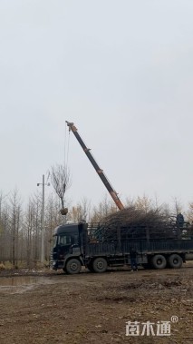 16公分日本晚樱