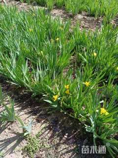 高度100厘米大花月季