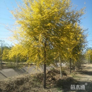 15公分金叶榆