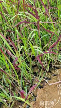 高度45厘米日本血草