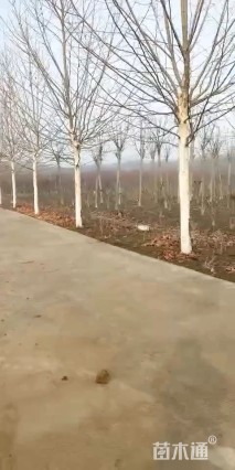 18公分法桐