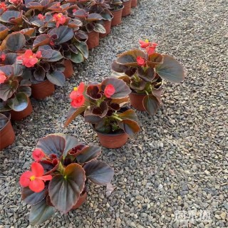 高度40厘米四季秋海棠