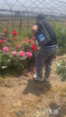 高度30厘米大花月季