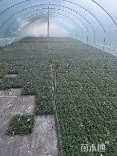 高度20厘米麦冬