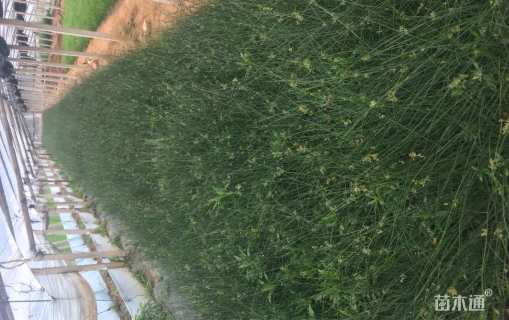 高度25厘米灯心草