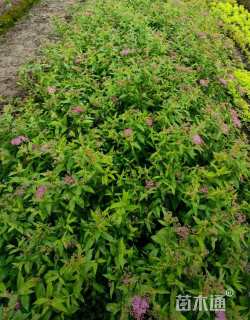 高度20厘米金焰绣线菊