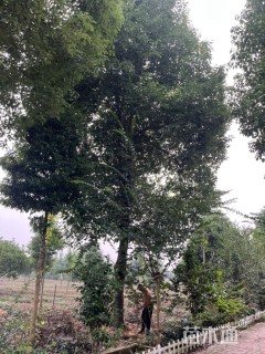 25公分香樟