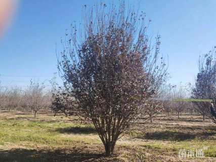 高度500厘米丛生紫叶李