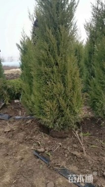 高度180厘米塔柏