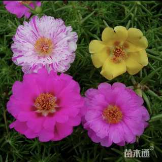 高度15厘米太阳花