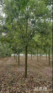 10公分大叶女贞