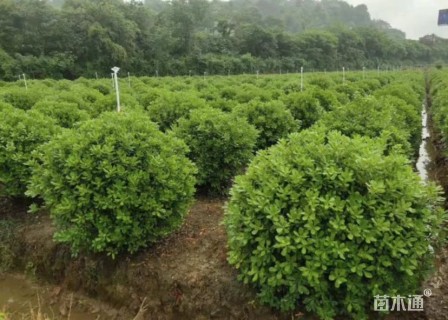 冠幅100厘米海桐球