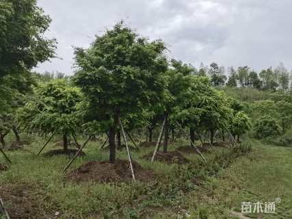 20公分鸡爪槭