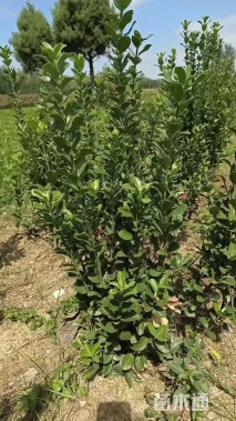 高度80厘米大叶黄杨