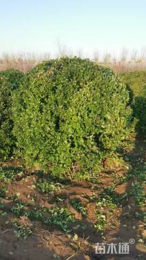 冠幅150厘米卫矛球