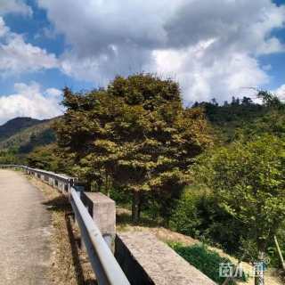 高度300厘米赤枫