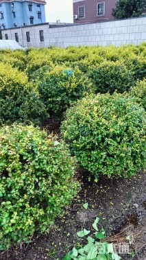 冠幅120厘米金叶女贞球