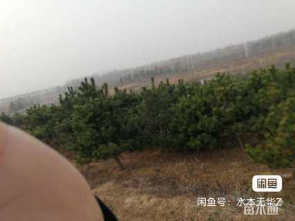 10公分造型黑松