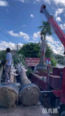 高度100厘米龙血树