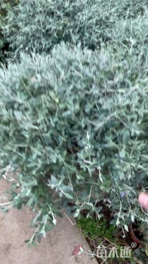 高度20厘米灌从石蚕
