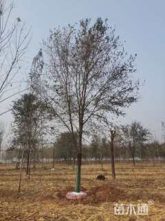 18公分榆树
