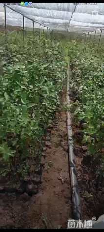 高度50厘米红瑞木