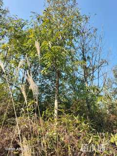 15公分红花木莲