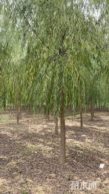 10公分西湖垂柳