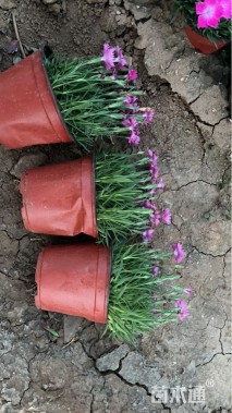 高度12厘米欧石竹