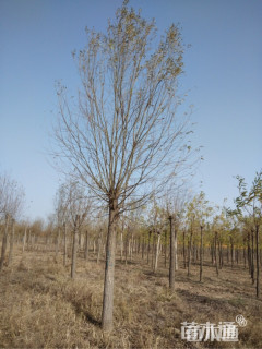 8公分柳树