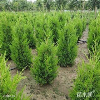 高度50厘米蜀桧
