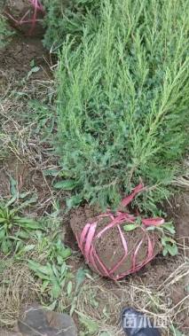 高度150厘米蜀桧