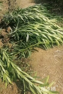 高度180厘米夹竹桃