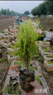 高度50厘米洒金柏