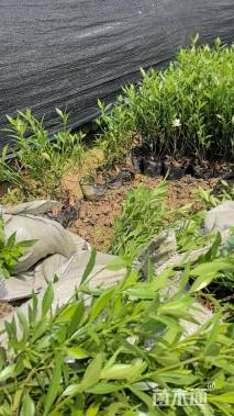 高度30厘米小叶栀子