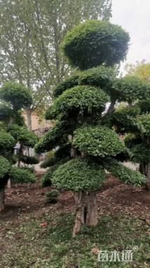 12公分对节白蜡