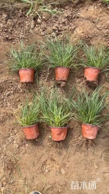 高度35厘米小兔子狼尾草